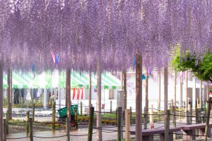 曼陀羅寺公園、藤、5月の春の花、愛知県江南市の観光・撮影曼陀羅寺公園、藤、5月の春の花、愛知県江南市の観光・撮影スポットの画像と写真