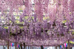 曼陀羅寺公園、藤、5月の春の花、愛知県江南市の観光・撮影スポットの画像と写真