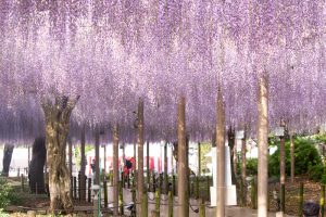 曼陀羅寺公園、藤、5月の春の花、愛知県江南市の観光・撮影スポットの画像と写真