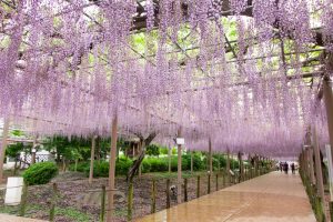 曼陀羅寺公園、藤、5月の春の花、愛知県江南市の観光・撮影スポットの画像と写真