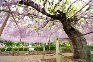 曼陀羅寺公園、藤、5月の春の花、愛知県江南市の観光・撮影スポットの画像と写真