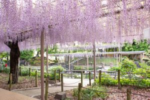曼曼陀羅寺公園、藤、5月の春の花、愛知県江南市の観光・撮影スポットの画像と写真