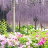 曼陀羅寺公園、藤、つつじ、5月の春の花、愛知県江南市の観光・撮影スポットの画像と写真