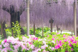 曼陀羅寺公園、藤、つつじ、5月の春の花、愛知県江南市の観光・撮影スポットの画像と写真
