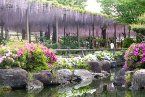 曼陀羅寺公園、藤、つつじ、5月の春の花、愛知県江南市の観光・撮影スポットの画像と写真