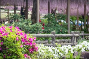 曼陀羅寺公園、藤、つつじ、5月の春の花、愛知県江南市の観光・撮影スポットの画像と写真