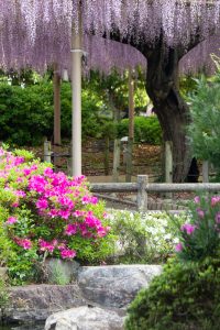 曼陀羅寺公園、藤、つつじ、5月の春の花、愛知県江南市の観光・撮影スポットの画像と写真