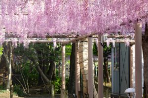 曼陀羅寺曼陀羅寺公園、藤、5月の春の花、愛知県江南市の観光・撮影スポットの画像と写真