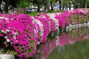 名城公園、つつじ、4月の春の花、名古屋市北区の観光・撮影スポットの画像と写真