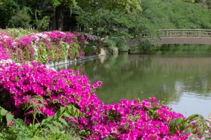 名城公名城公園、つつじ、4月の春の花、名古屋市北区の観光・撮影スポットの画像と写真