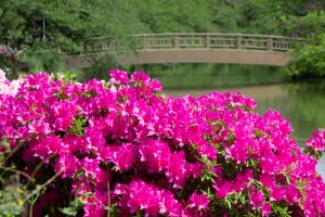 名城公園、つつじ、4月の春の花、名古屋市北区の観光・撮影スポットの画像と写真名城公園、つつじ、4月の春の花、名古屋市北区の観光・撮影スポットの画像と写真