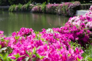 名城公園、つつじ、4月の春の花、名古屋市北区の観光・撮影スポットの画像と写真