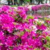 名城公園、つつじ、4月の春の花、名古屋市北区の観光・撮影スポットの画像と写真