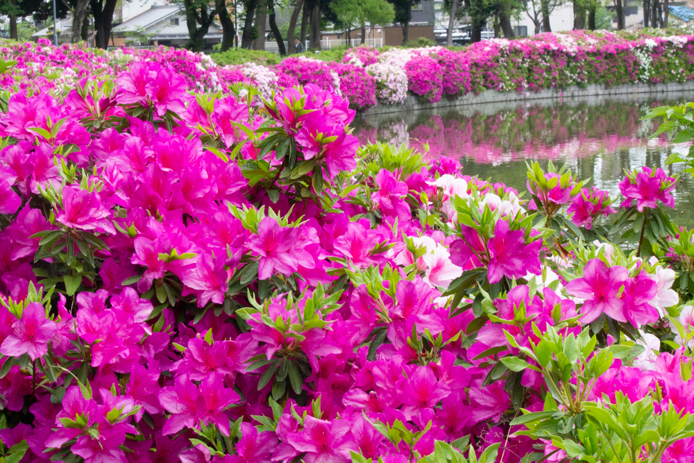 名城公園、つつじ、4月の春の花、名古屋市北区の観光・撮影スポットの画像と写真