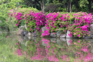 名城公園、つつじ、4月の春の花、名古屋市北区の観光・撮影スポットの画像と写真