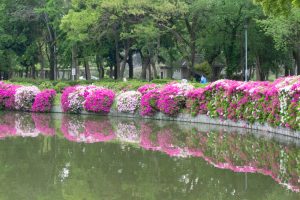 名城公園、つつじ、4月の春の花、名古屋市北区の観光・撮影スポットの画像と写真