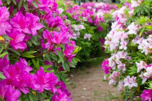 名城公園、つつじ、4月の春の花、名古屋市北区の観光・撮影スポットの画像と写真