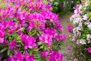 名城公園、つつじ、4月の春の花、名古屋市北区の観光・撮影スポットの画像と写真