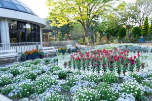 名城公園、チューリップ、ネモフィラ、4月の春の花、名古屋市北区の観光・撮影スポットの画像と写真