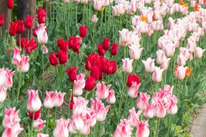 名城公園、チューリップ、4月の春の花、名古屋市北区の観光・撮影スポットの画像と写真