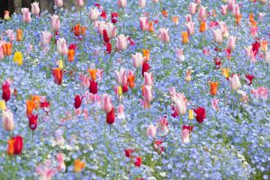 名城公園、チューリップ、ネモフィラ、4月の春の花、名古屋市北区の観光・撮影スポットの画像と写真