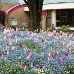 名城公園、チューリップ、ネモフィラ、4月の春の花、名古屋市北区の観光・撮影スポットの画像と写真