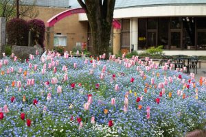 名城公園、チューリップ、ネモフィラ、4月の春の花、名古屋市北区の観光・撮影スポットの画像と写真