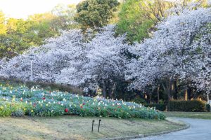 名城公園、チューリップ、ネモフィラ、4月の春の花、名古屋市北区の観光・撮影スポットの画像と写真