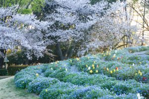 名城公園、チューリップ、ネモフィラ、4月の春の花、名古屋市北区の観光・撮影スポットの画像と写真