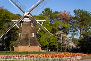 名城公園、オランダ風車、4月の春の花、名古屋市北区の観光・撮影スポットの画像と写真