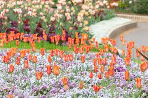 名城公園、チューリップ、ネモフィラ、4月の春の花、名古屋市北区の観光・撮影スポットの画像と写真