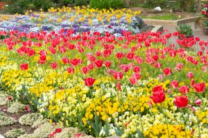 名城公園、チューリップ、4月の春の花、名古屋市北区の観光・撮影スポットの画像と写真