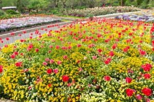 名城公園、チューリップ、4月の春の花、名古屋市北区の観光・撮影スポットの画像と写真