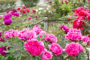 名城公園、4月の春の花、名古屋市北区の観光・撮影スポットの画像と写真