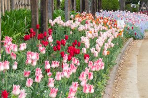 名城公園、チューリップ、4月の春の花、名古屋市北区の観光・撮影スポットの画像と写真