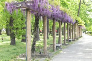 名城公園、藤、5月の夏の花。名古屋市北区の観光・撮影スポットの画像と写真