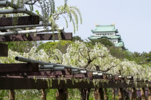 名城公園、藤、名古屋城、5月の夏の花。名古屋市北区の観光・撮影スポットの画像と写真