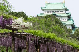 名城公園、藤、名古屋城、5月の夏の花。名古屋市北区の観光・撮影スポットの画像と写真