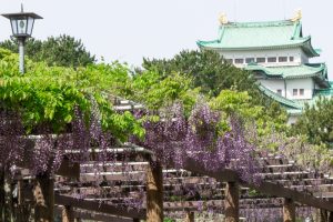 名城公園、藤、名古屋城、5月の夏の花。名古屋市北区の観光・撮影スポットの画像と写真