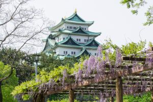 名城公園、藤、名古屋城、5月の夏の花。名古屋市北区の観光・撮影スポットの画像と写真