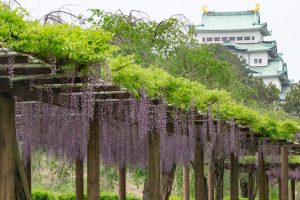 名城公園、藤、名古屋城、5月の夏の花。名古屋市北区の観光・撮影スポットの画像と写真