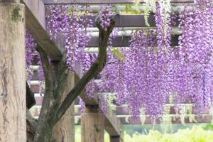 名城公園、藤、5月の夏の花。名古屋市北区の観光・撮影スポットの画像と写真