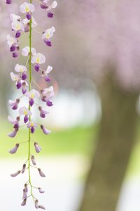 名城公園、藤、5月の夏の花。名古屋市北区の観光・撮影スポットの画像と写真