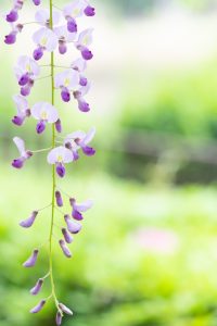 名城公園、藤、5月の夏の花。名古屋市北区の観光・撮影スポットの画像と写真
