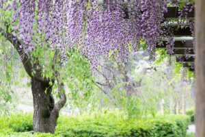 名城公園、藤、5月の夏の花。名古屋市北区の観光・撮影スポットの画像と写真