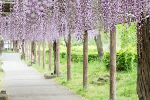 名城公園、藤、5月の夏の花。名古屋市北区の観光・撮影スポットの画像と写真
