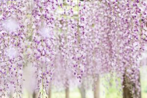 名城公園、藤、5月の夏の花。名古屋市北区の観光・撮影スポットの画像と写真