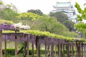 名城公園、藤、名古屋城、5月の夏の花。名古屋市北区の観光・撮影スポットの画像と写真