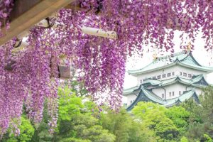 名城公園、藤、名古屋城、5月の夏の花。名古屋市北区の観光・撮影スポットの画像と写真