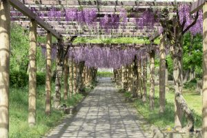 名城公園、藤、5月の夏の花。名古屋市北区の観光・撮影スポットの画像と写真